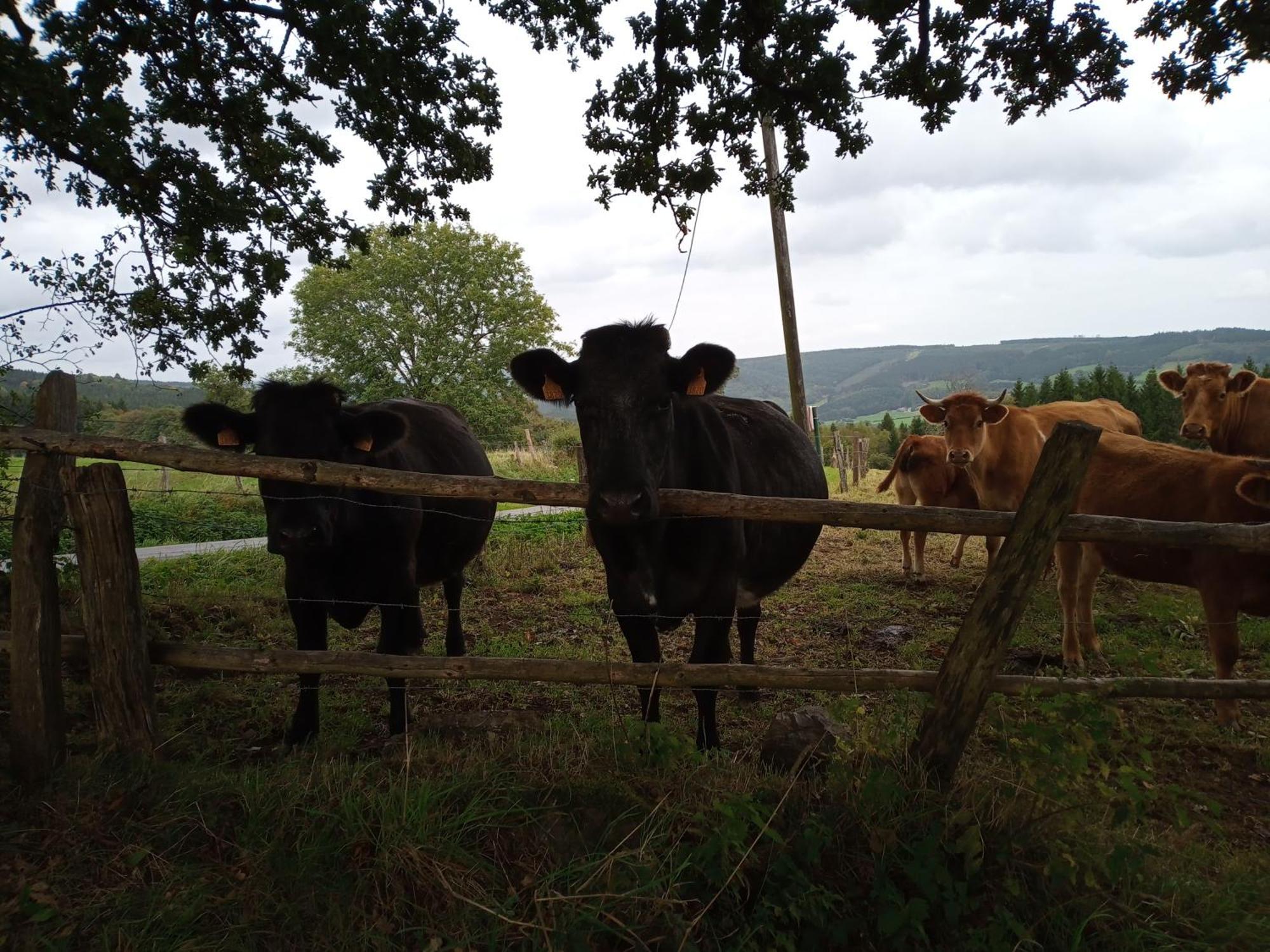 Vakantieverblijf Nature Stavelot Exteriör bild