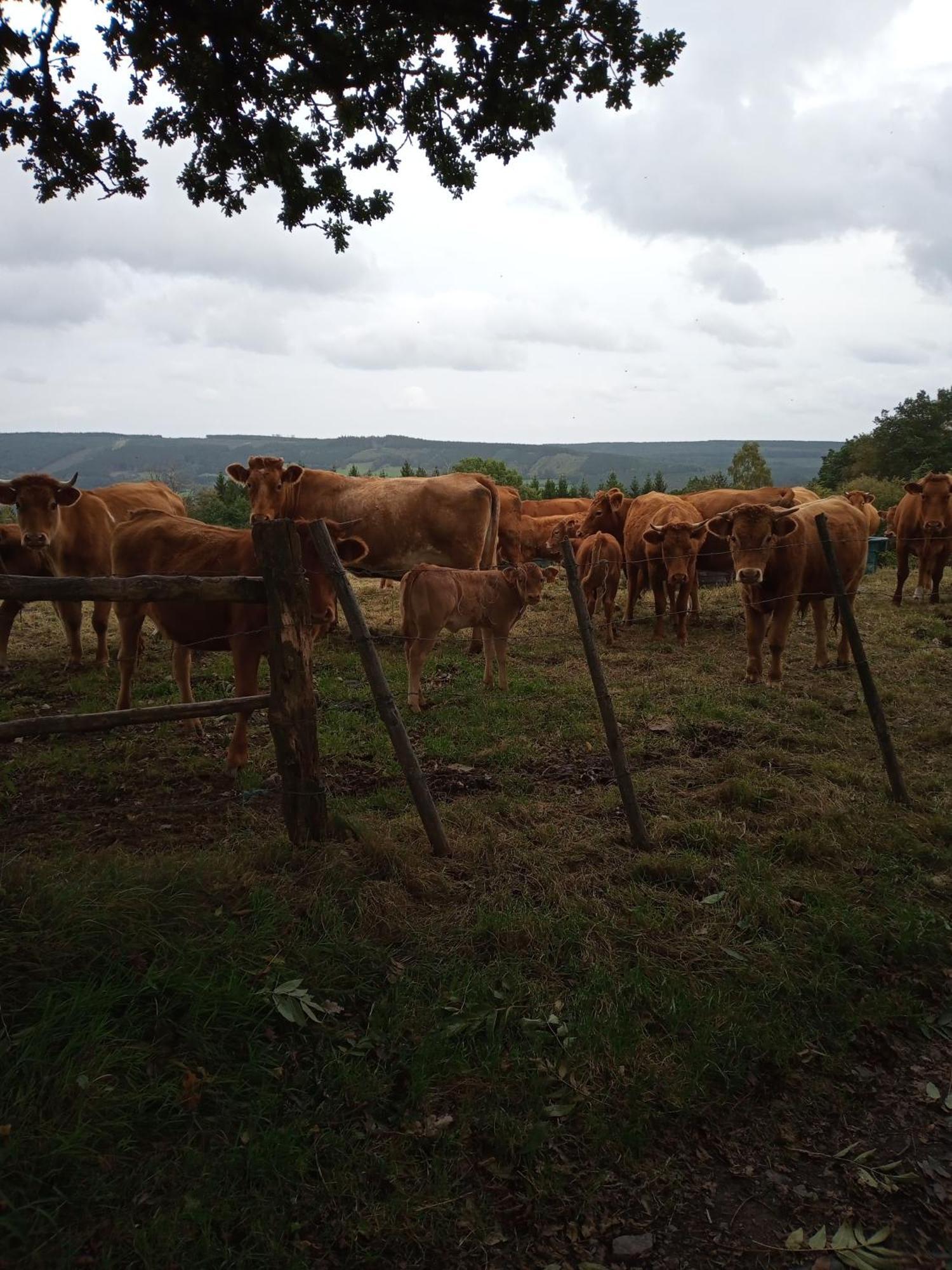 Vakantieverblijf Nature Stavelot Exteriör bild